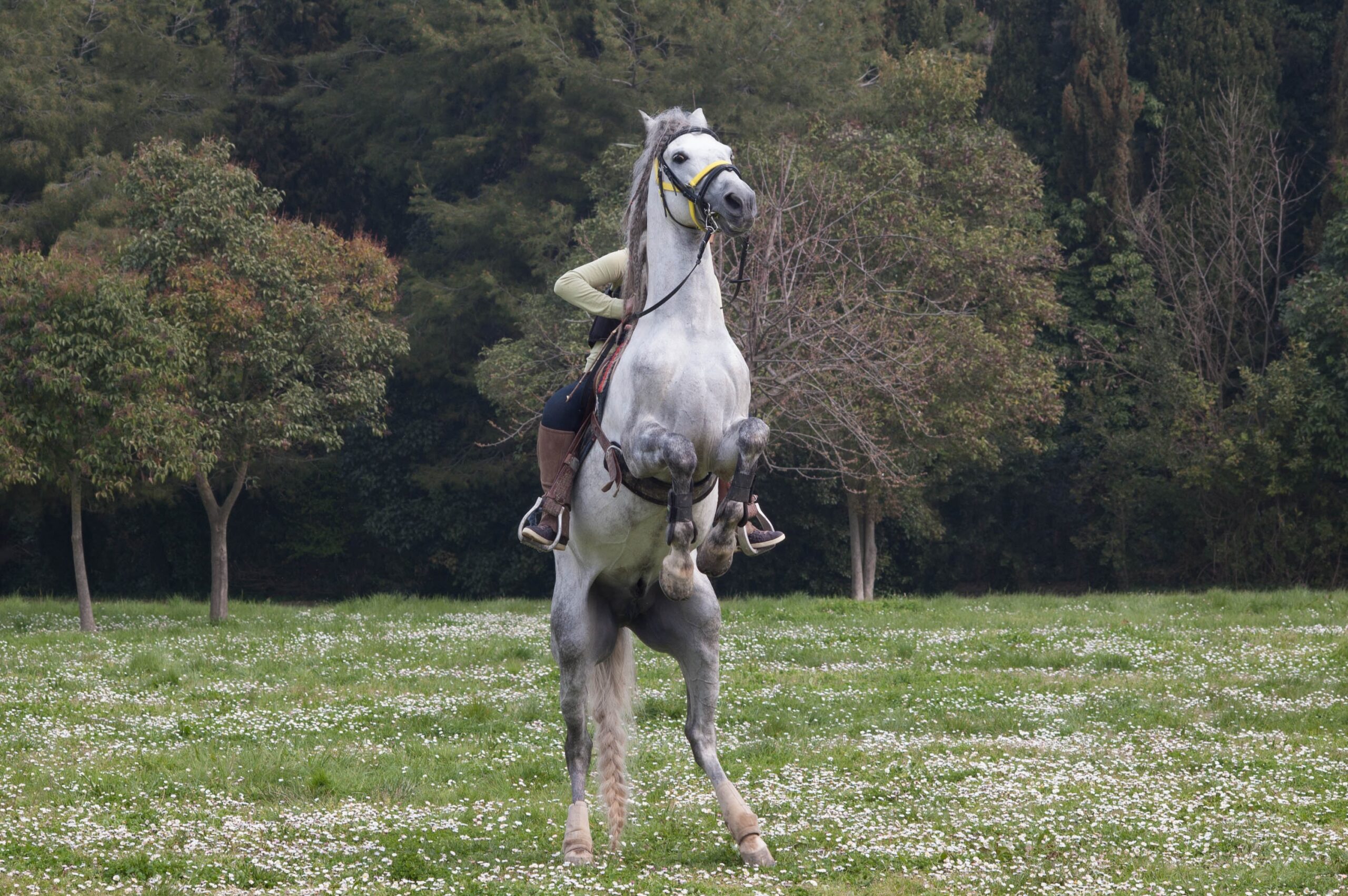 angstvoll und aufgeregt steigendes Pferd mit Reiter