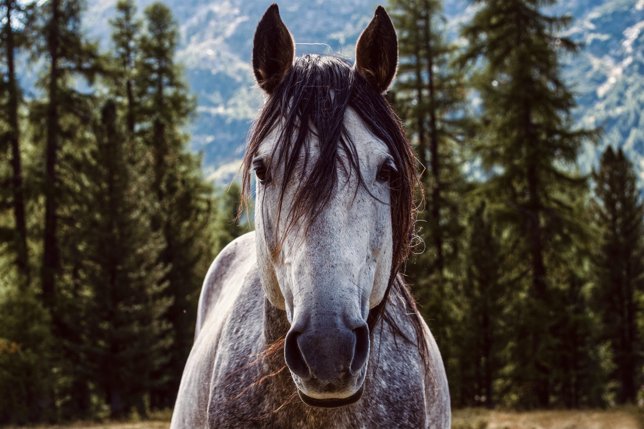 ein junger Mustang im Wald, der aufmerksam mit gespitzten Ohren zum Betrachter schaut.