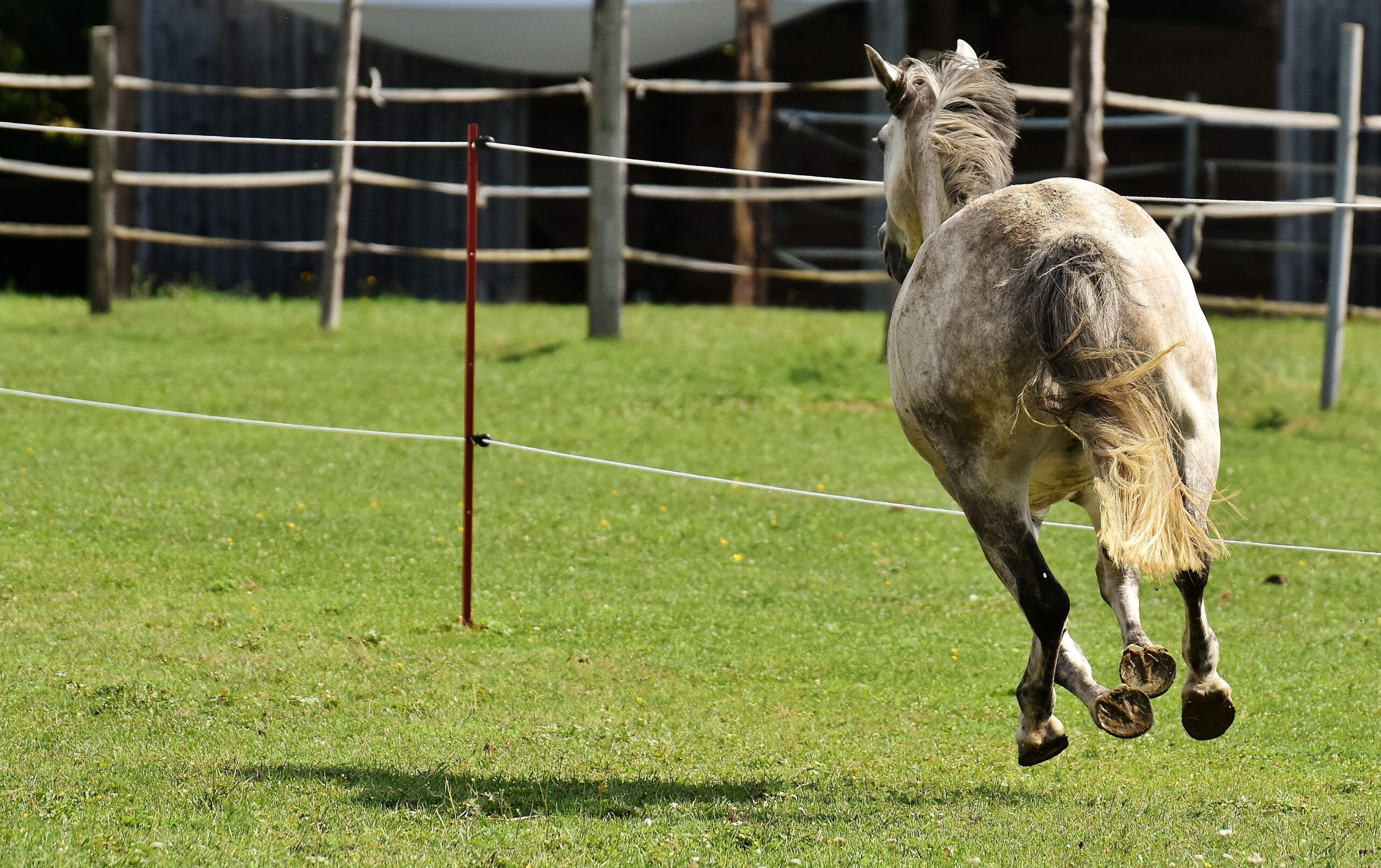 Nichts klappt mit dem neuen Pferd!